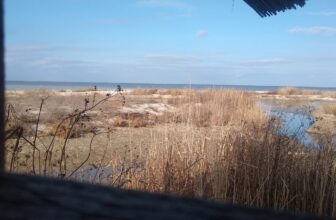 In Ukraine, Lifeless Dolphins Inform a Story of Ecocide and Violence