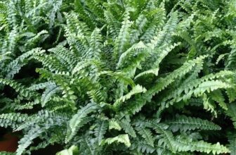 The 18 Vegetation Advisable By NASA For Pure Air Filtration In Your Residence