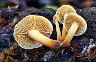 Fungi May Maintain the Key To Reaching Web Zero Emissions