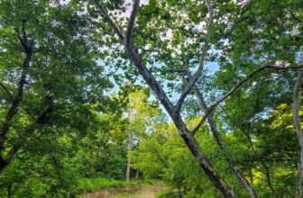 The Little Issues E-newsletter #378 – Life, laughter, and plenty of nice meals!